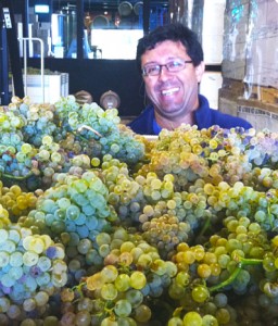 Viognier2012a